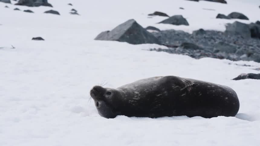 A weddell seal rests on a snowy landscape surrounded by scattered rocks in a cold remote environment