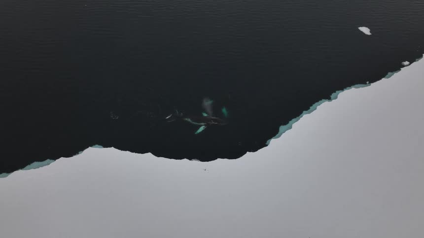 Whales swim near the edge of a large ice sheet