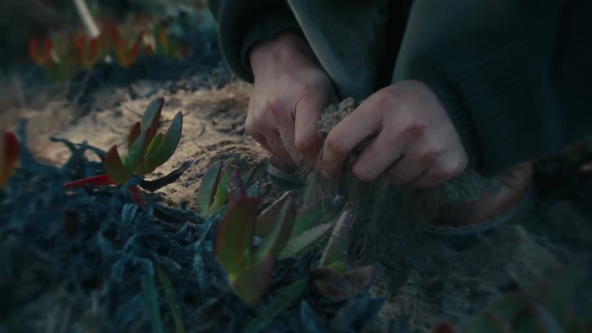 A mans hands covered in loose dark soil as he actively dig the earth around a cluster of lowgrowing succulent plants featuring waxy green and reddish leaves