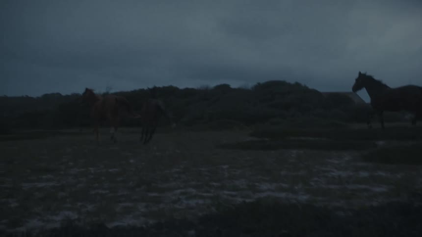 Horses run freely across the field at dusk