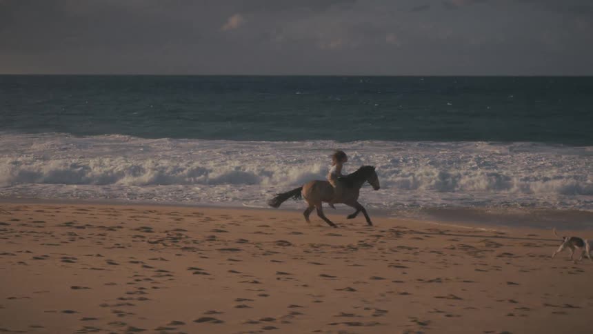 Horse rider gallops along the beach accompanied by a dog at sunset