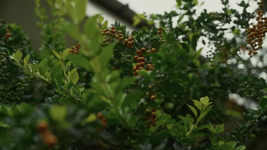 A lush green bush with clusters of small round orange berries the leaves are vibrant and textured with sunlight filtering through