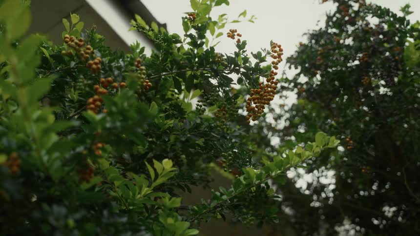 Branches with small orange fruits stand out among green leaves