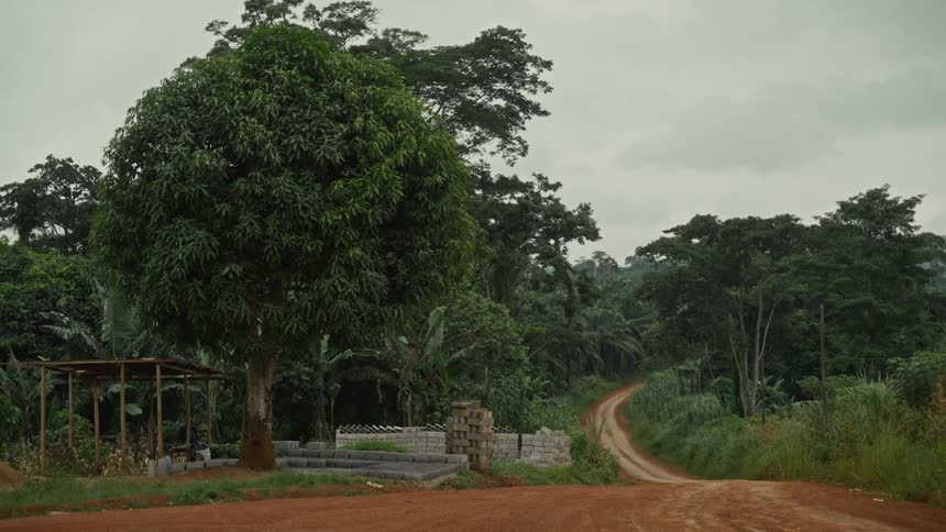 A rural area with a dirt road and several green trees around it