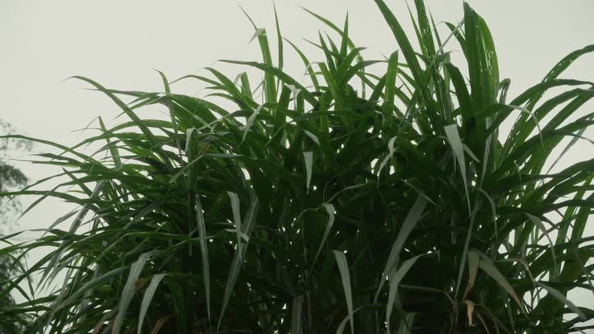 Tall green leaves rise damp under the bright sky
