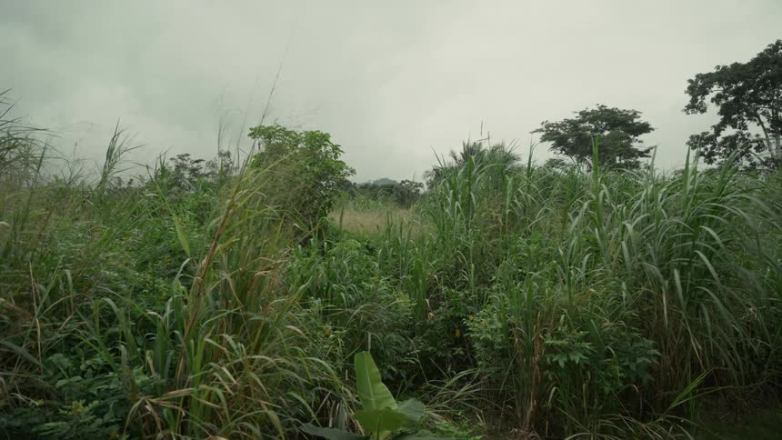 Tropical grasses and trees sway in the light breeze on a cloudy day