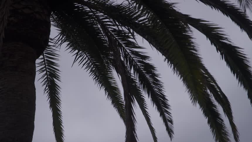 The dark silhouette of a rugged palm tree trunk and its long hanging fronds which are framed starkly against a featureless pale gray overcast sky