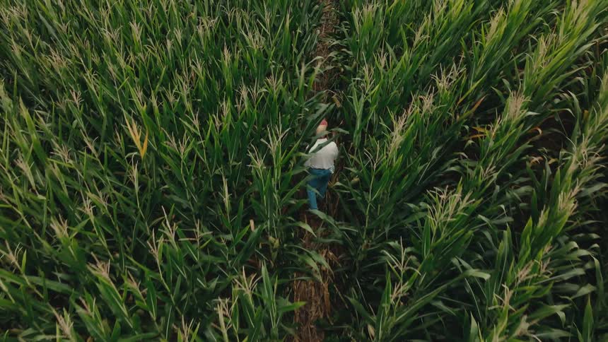 A man walking through a field of corn