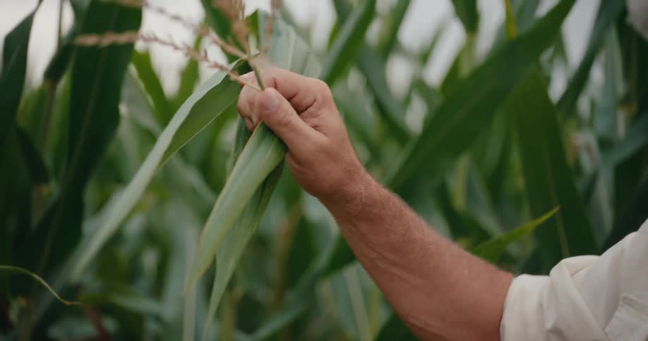 A man holding a tablet is closely inspecting the flowering of a tall plant in a field