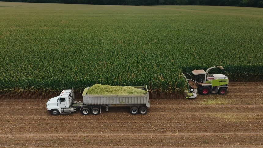 Mechanized harvest fills a truck amid the vast cornfield