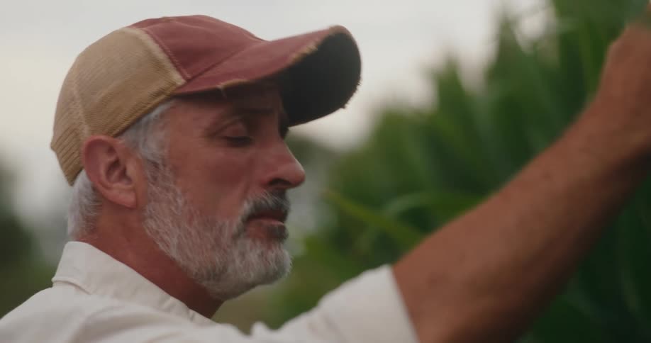 Older man examines the plants in a crop field during the daytime