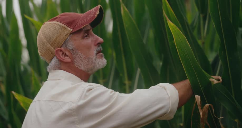 A farmer with a grey beard stands in a tall cornfield looking up and touching the green stalks as he carefully inspects his crops