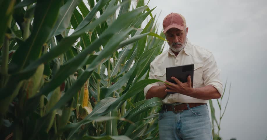 Older male farmer inspects growing corn before making a note in a tablet