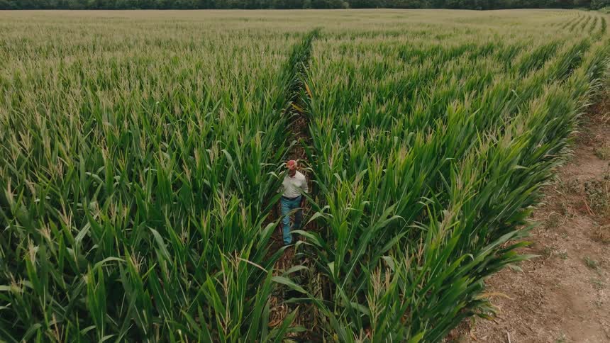 A person wearing a light shirt and a hat walking deliberately down a narrow earthen path that separates two towering dense rows of vibrant green corn stalks stretching far into the distance under an overcast sky