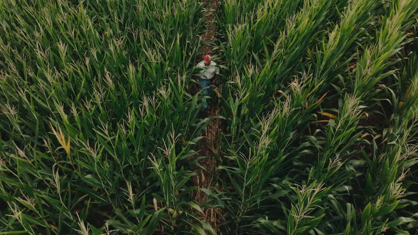 An aerial view shows a farmer walking through tall green corn rows inspecting the field