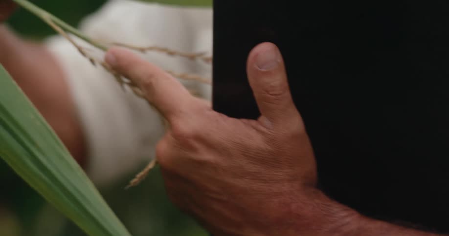 A lightskinned hand holding a stalk of goldenbrown wheat with green leaves while gripping a black tablet
