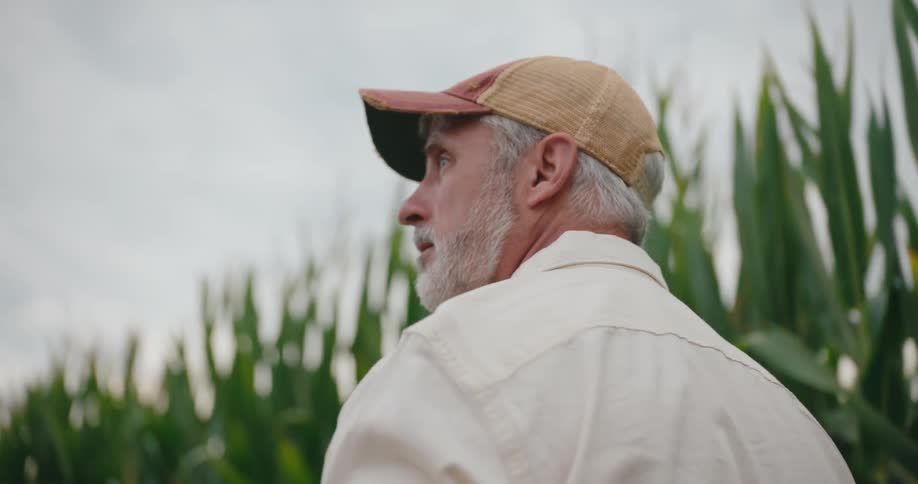 An older man walks beside a cornfield on a cloudy summer day