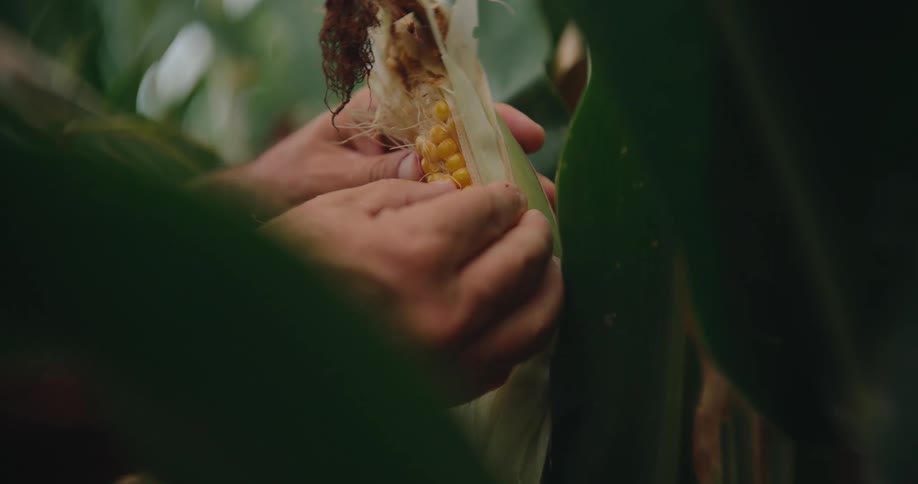 Man standing outside inspecting an ear of corn on his farm