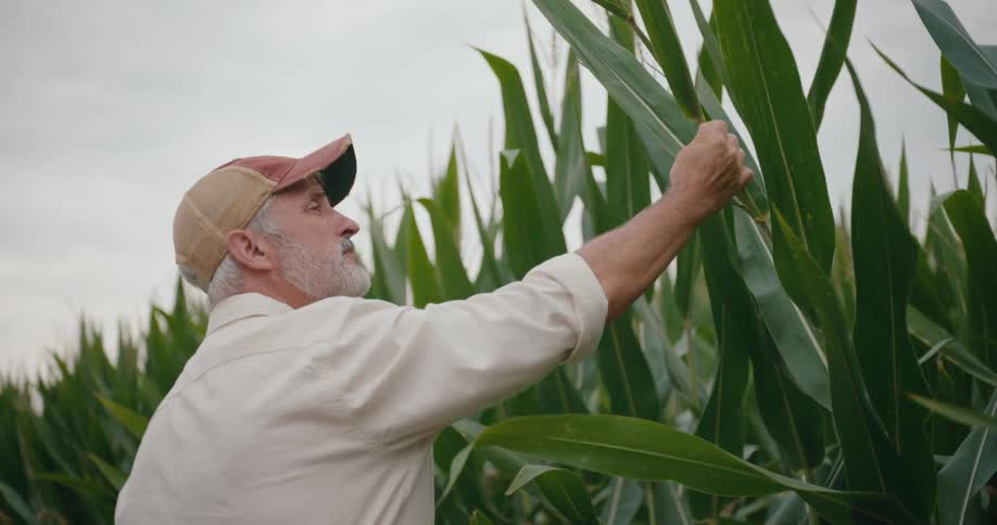 Farmer inspects the corn leaves at dusk