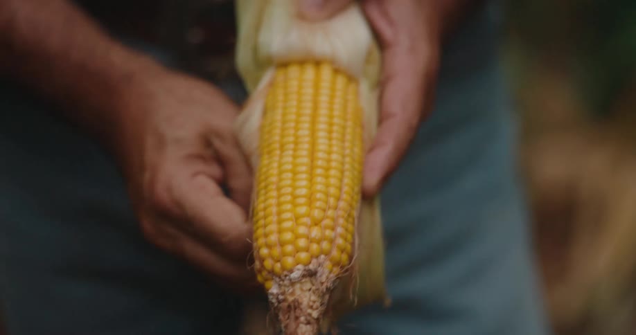This is a short video clip showing a closeup of a persons hands shucking or peeling back the husk from a ripe ear of yellow corn the person is revealing the rows of kernels which appear ready for harvest