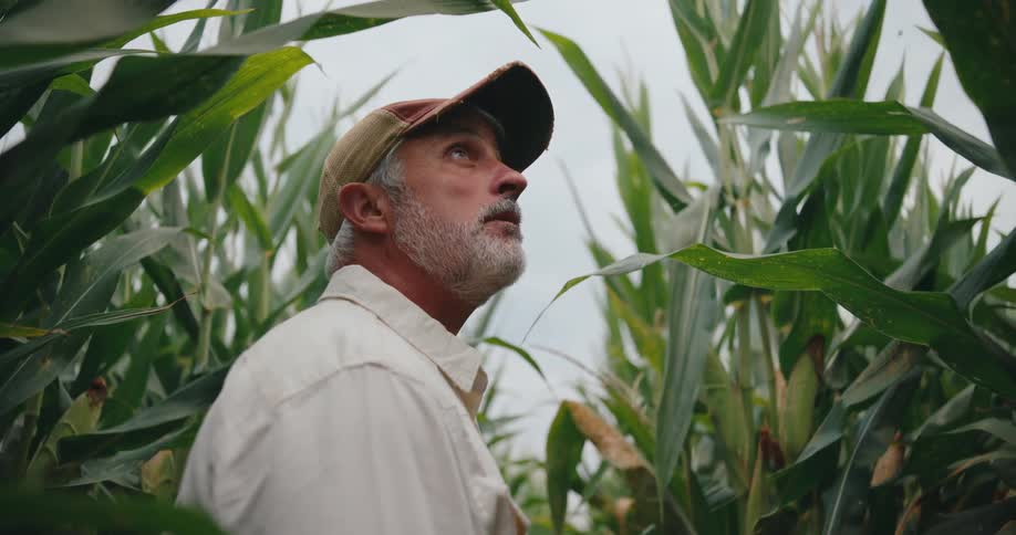 An older man stands in a cornfield and looks up on a cloudy day