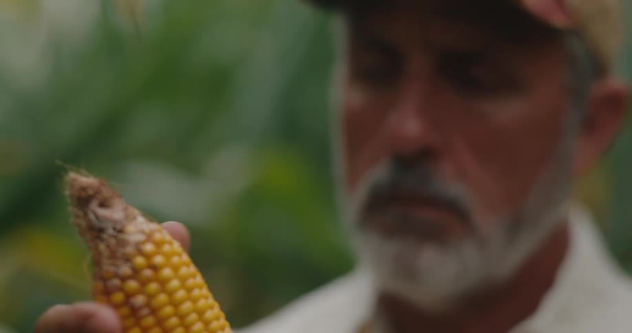A closeup shot focuses on an ear of corn held by an adult male who is carefully inspecting the kernelsthe man wearing a cap and having a gray beard looks concerned or contemplative as he examines the top possibly damaged end of the corn cob