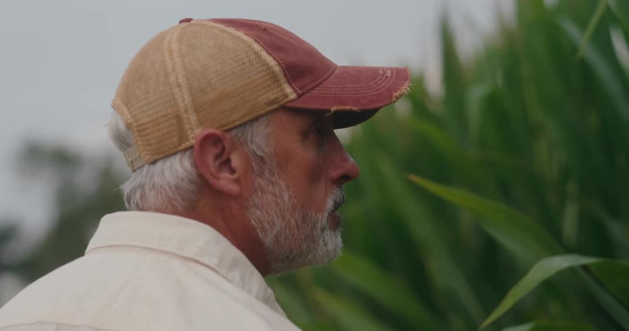 A man wearing a gray or white tshirt jeans and a cap is standing in a densely planted mature cornfieldhe is positioned between two rows of tall green corn stalks and is looking to his right with a thoughtful or assessing expression
