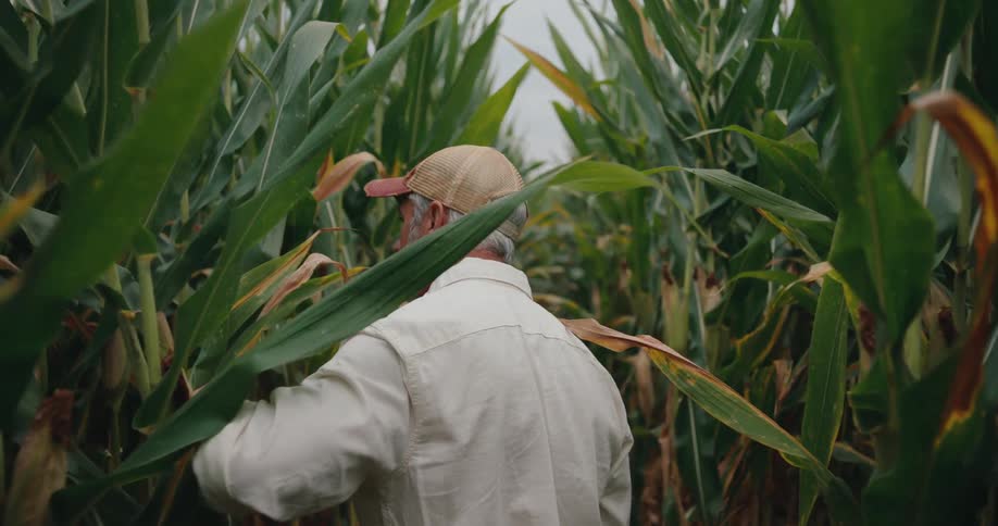 An older white man with gray hair wearing a beige baseball cap and white jacket standing amidst tall green corn plants with yellowing leaves