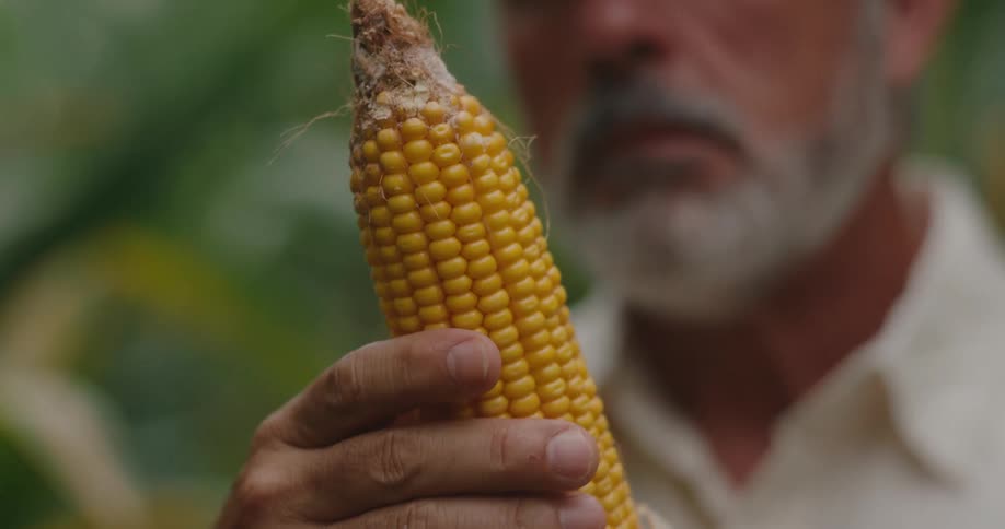 Man closely examines an ear of corn freshly harvested in the field