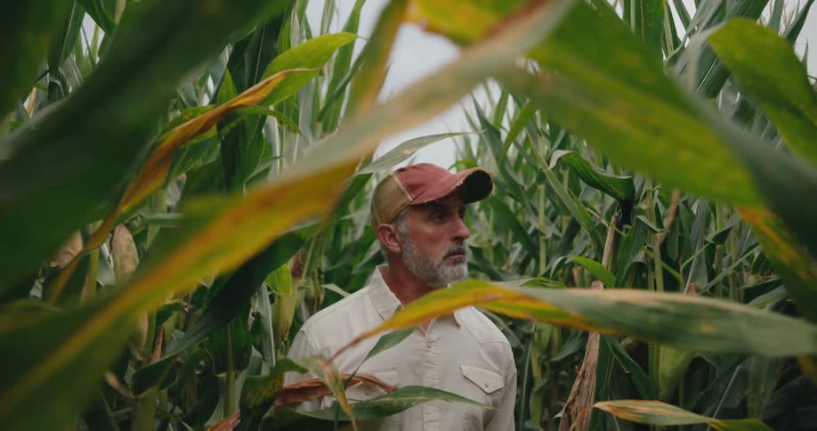 Man walks between rows of corn observing the growth of the plants