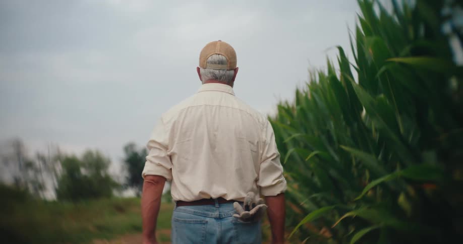 A farmer in a cap and jeans walks alongside a tall cornfield under an overcast sky