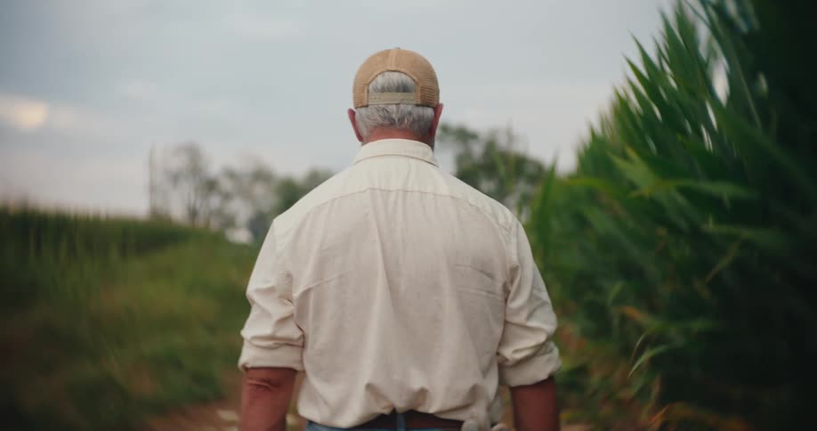 An older man walks along a row of planted cornstalks on a farm