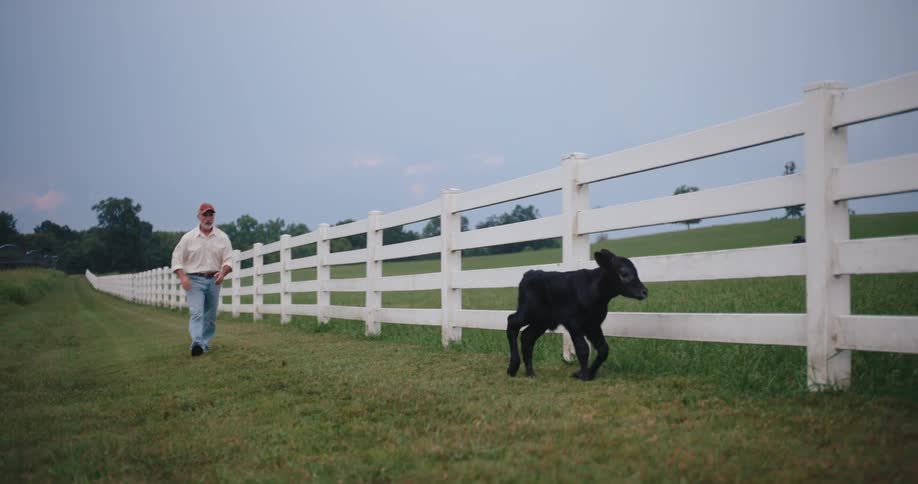 A farmer walks alongside a long white fence in a grassy pasture as a small black calf walks beside him following his lead