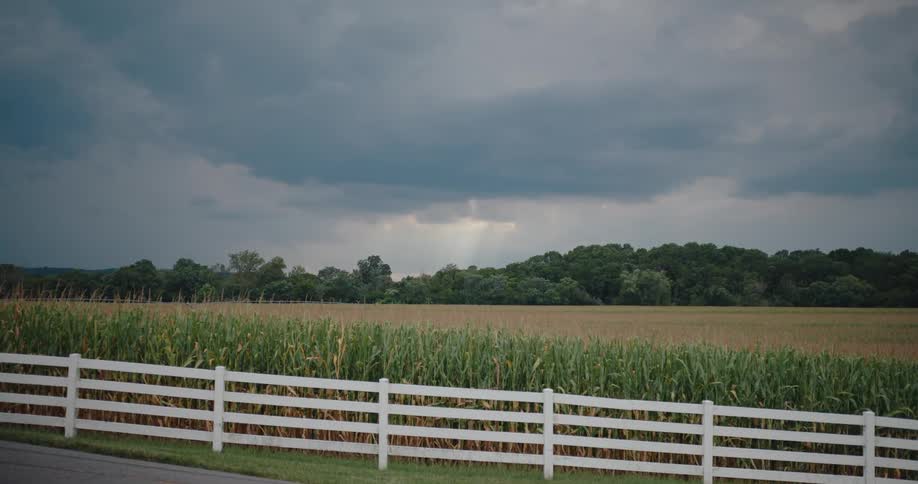 Storm clouds gather over a rural cornfield bordered by a white fence