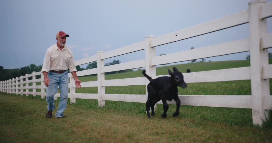 Man guides a calf into a fenced area on the farm