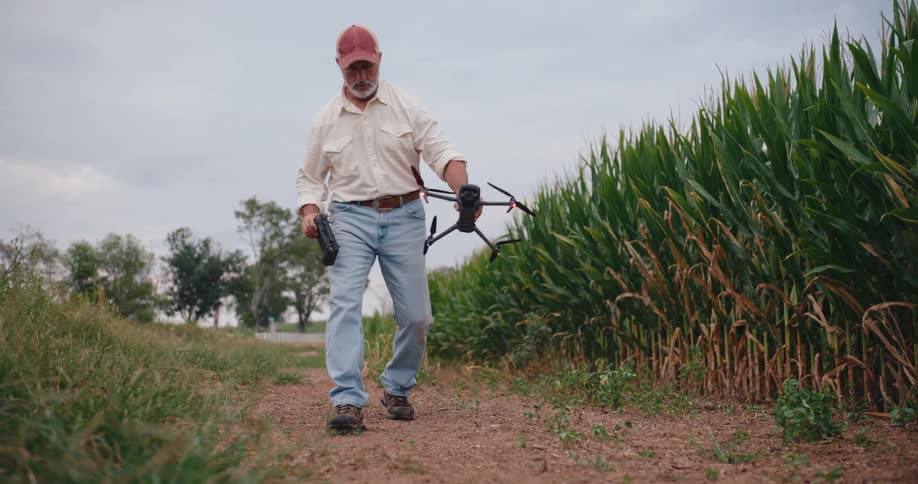 Man carries a drone and the remote controller as he walks next to a cornfield and sets the drone on the ground