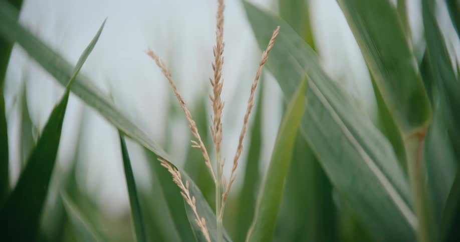A closeup of a corn tassel standing tall among green leaves in an agricultural field