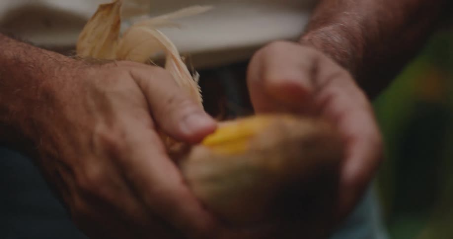 A mans weathered hands peeling back the husk from a fresh ear of corn