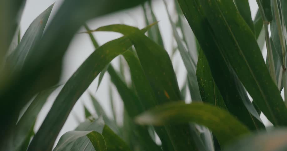 A closeup of green corn leaves overlapping in a dense agricultural field