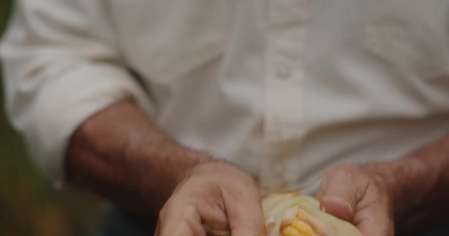 A man is in a cornfield shucking a corn to inspect it