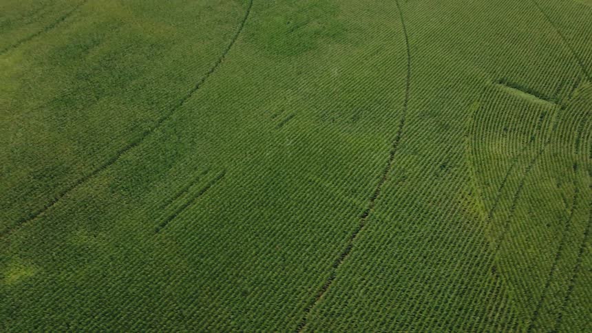 An aerial shot captures a vast lush green agricultural field possibly a corn or crop field stretching across the framethe crops are planted in long visible rows that follow the contours of the land creating large sweeping curves across the landsc