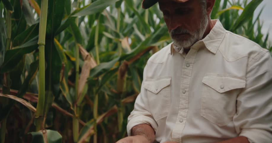 An older man with a gray beard wearing a lightcolored buttonup shirt and a baseball cap as he carefully pulls an ear of corn from its stalk and proceeds to peel back the husk with his fingers to inspect the bright yellow kernels inside