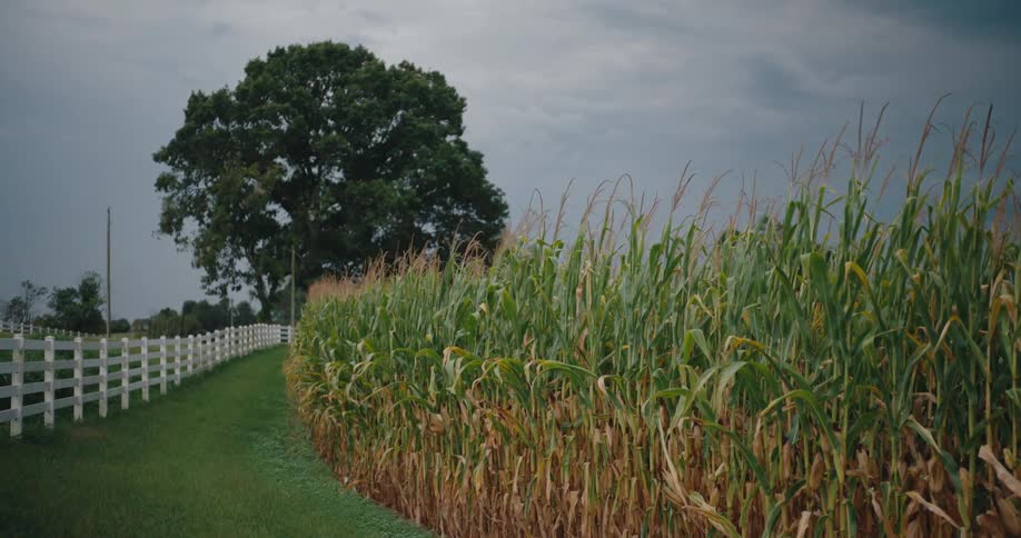 Grassy path runs beside the cornfield leading to a large tree