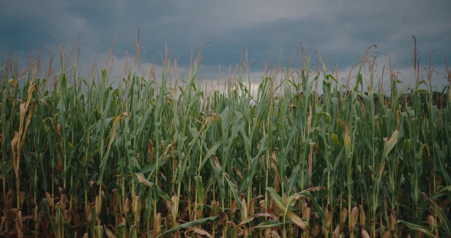 Dense cornfield stands out beneath a dark cloudy sky