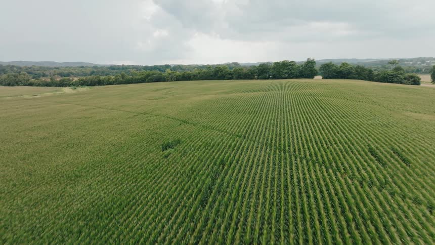 A sweeping aerial view glides backward over a massive green cornfield revealing the endless neat rows that stretch to a treelined horizon under an overcast sky