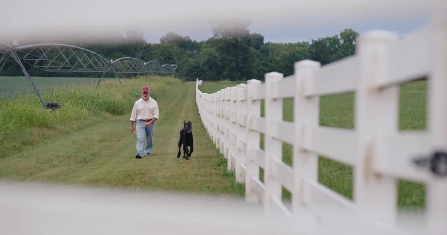 A man wearing a red cap walks beside a black calf along a white fence with green fields and trees stretching into the background