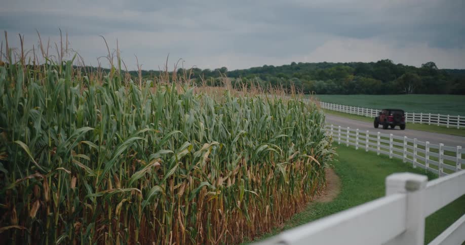 Cornfield borders a winding road lined with white fences