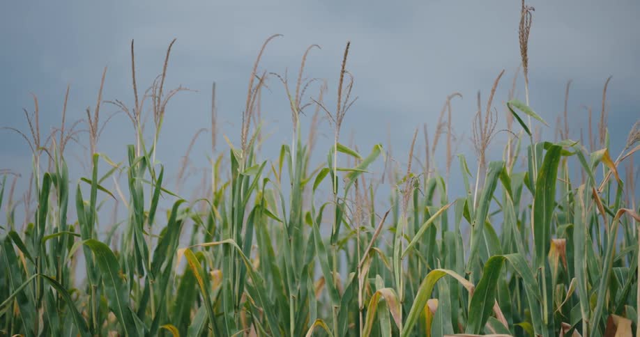 A cornfield blows in the wind under a dark cloudy sky