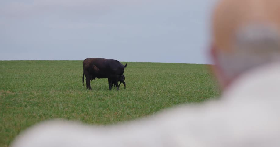 The farmer watches the baby cow walk over to its parent