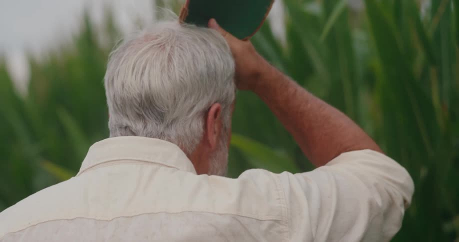 A man takes off his hat and wipes his brow while standing in a cornfield